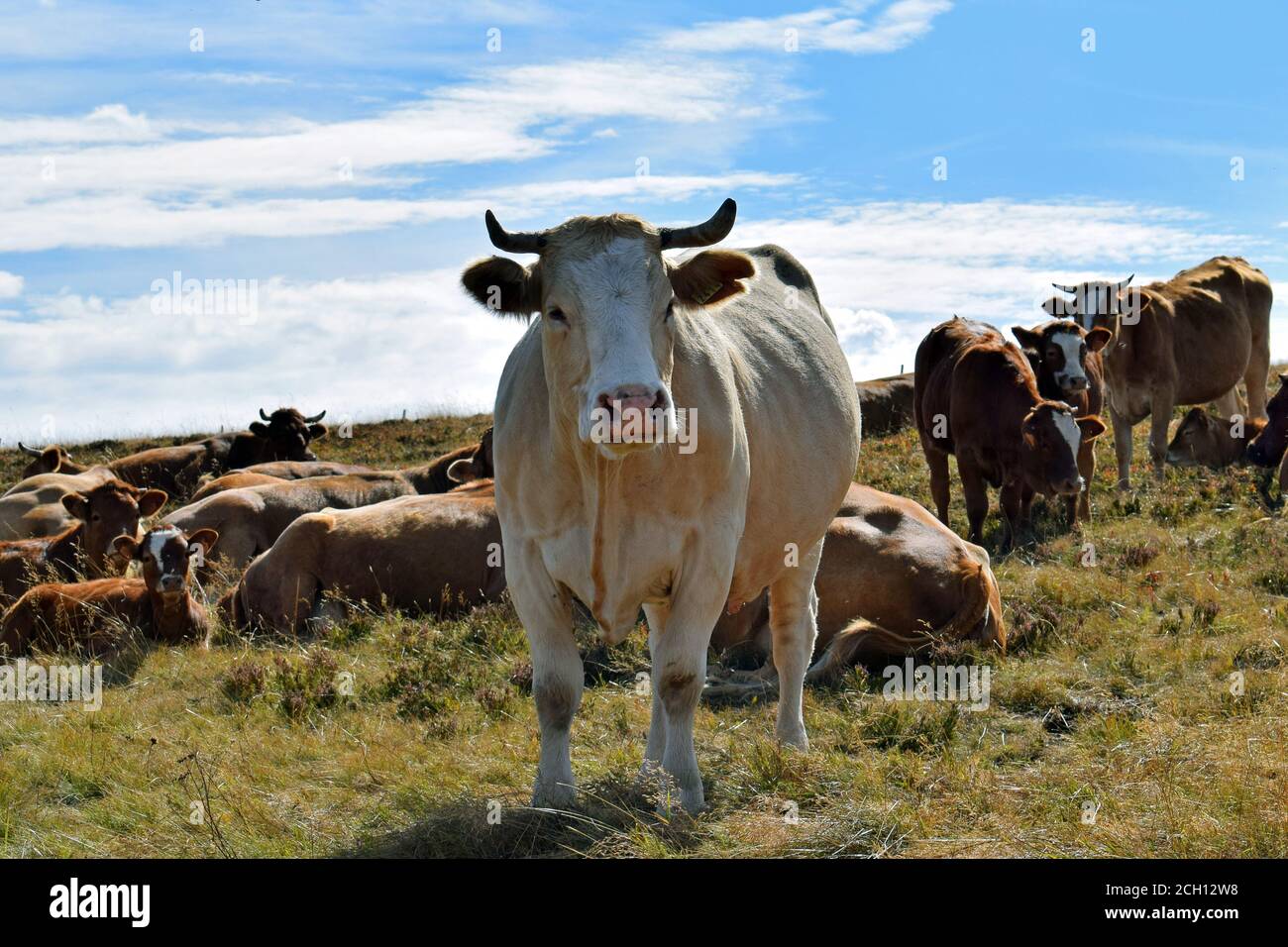 Portrait de vache en estive Stock Photo