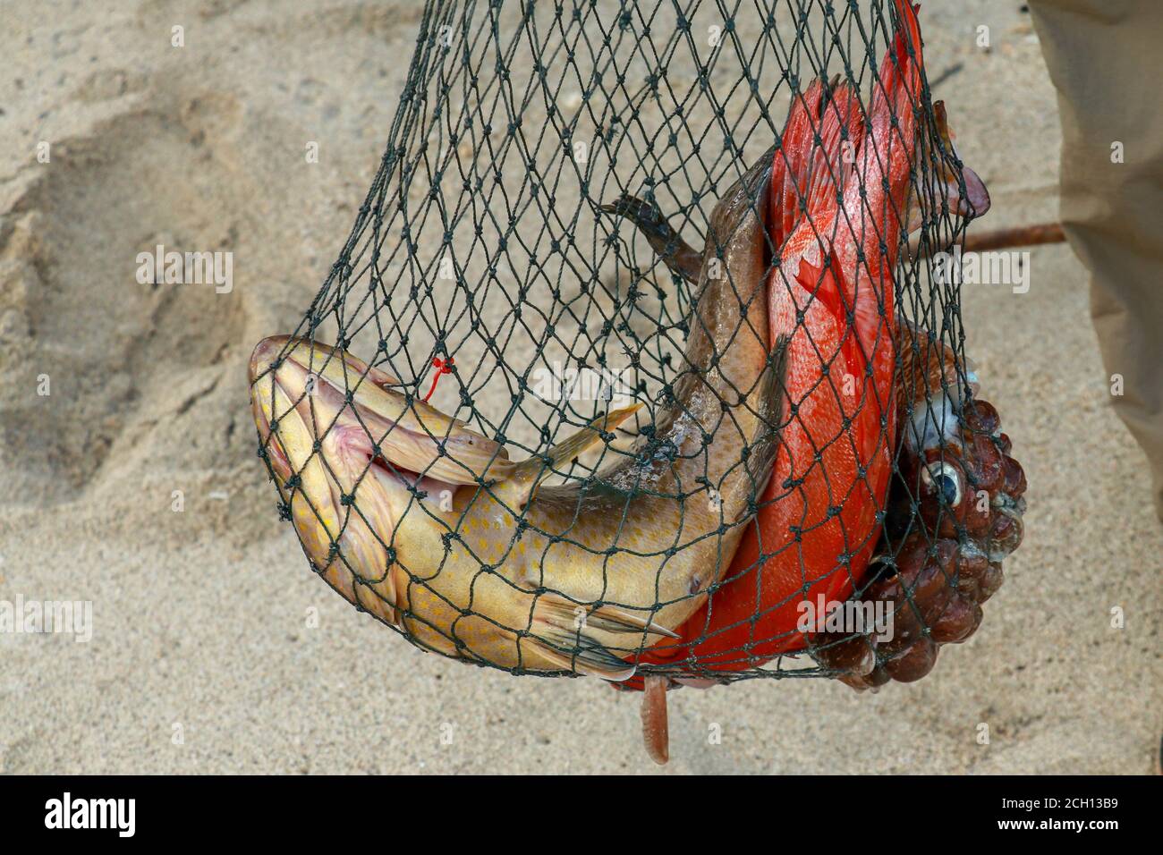 Northern red snapper and octopus in net bag. Fresh catch of a