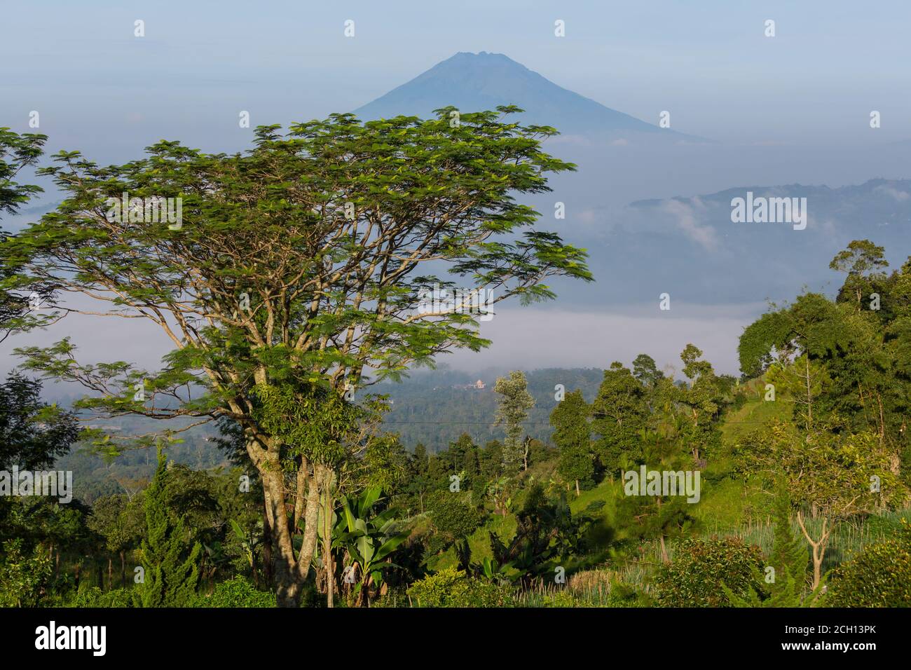 Green tropical landscapes in Java island, Indonesia Stock Photo - Alamy