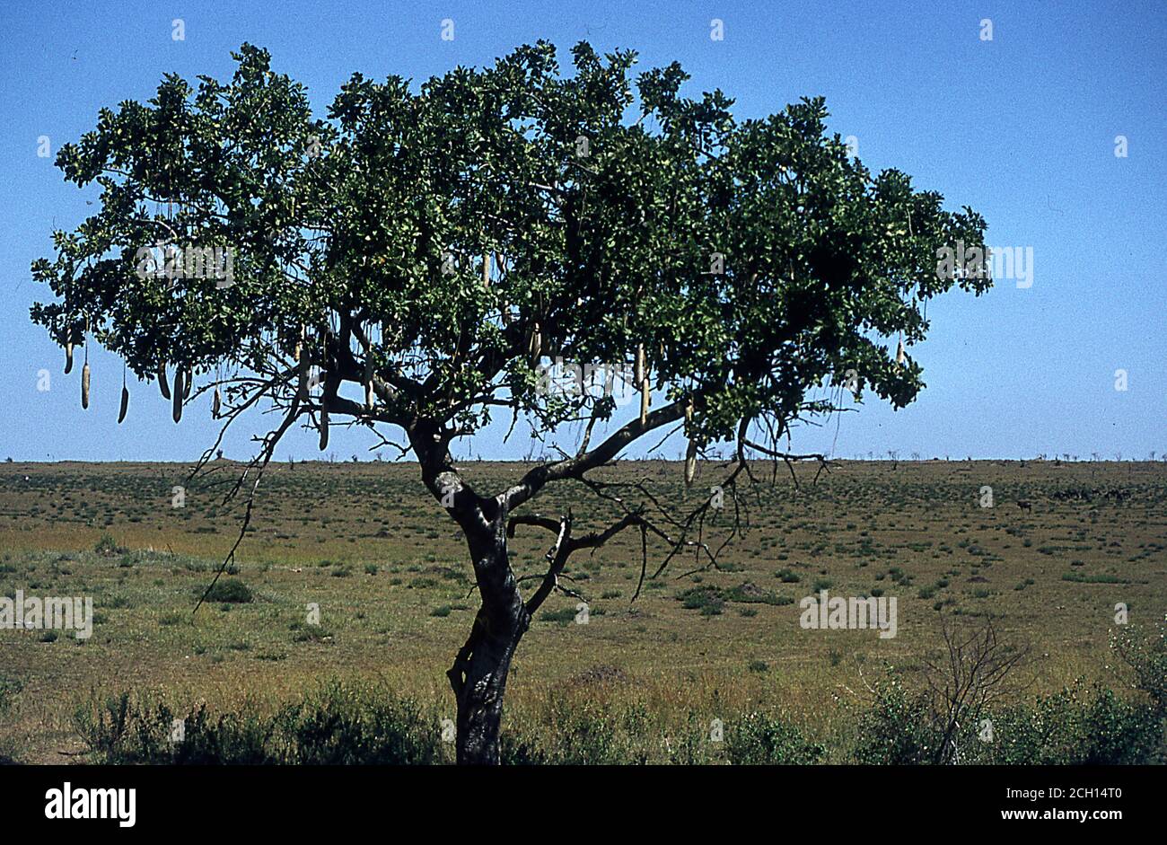 a single acacia tree in the savanna of africa provides some shade Stock