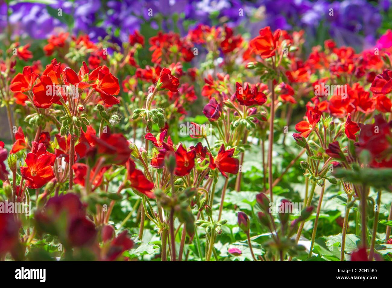 Flowers in a big green house. Botanical garden with lots of beautiful flowers. Colorful flowers on the tables. Background of flowers red and purple Stock Photo