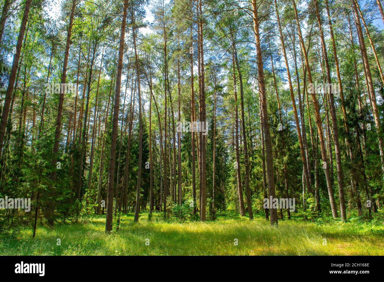 Bright sunlight in forest hi-res stock photography and images - Alamy