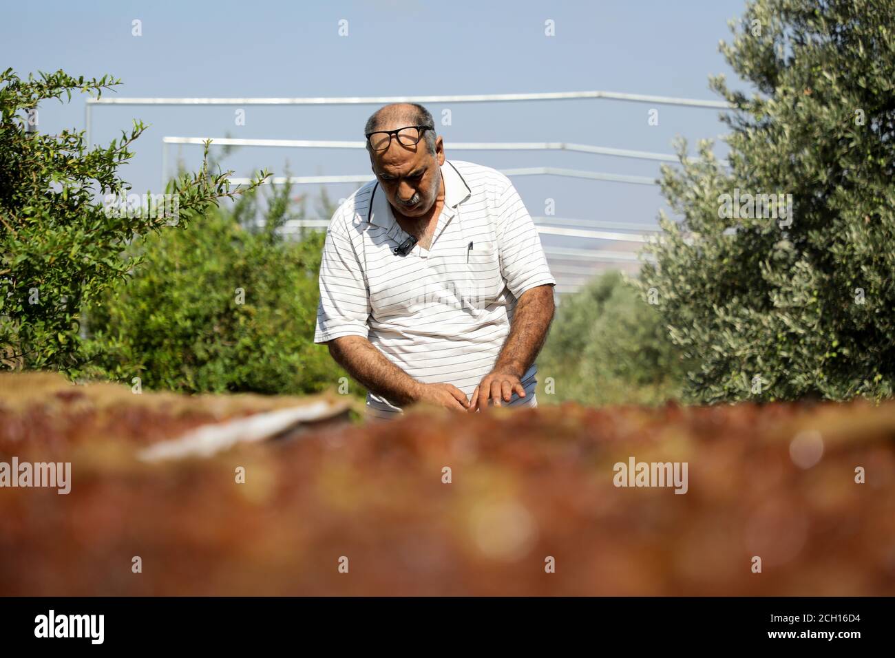 September 13, 2020: Jenin, Palestine. 13 September 2020. A Palestinian farmer spreads grapes evenly on boards as he dries them in the sun to produce sultanas in the village of Arrabah, near Jenin, in the northern West Bank. Jenin is renowned for its fertile land and its abundan ce of fruits and vegetables, yet much land has been confiscated by the Israeli authorities to construct Israeli settlements and the separation wall, with Israeli also controlling Jenin's water resources. The current pandemic has further compounded the dire economic condition in Jenin and in the rest of the Palestinian Stock Photo
