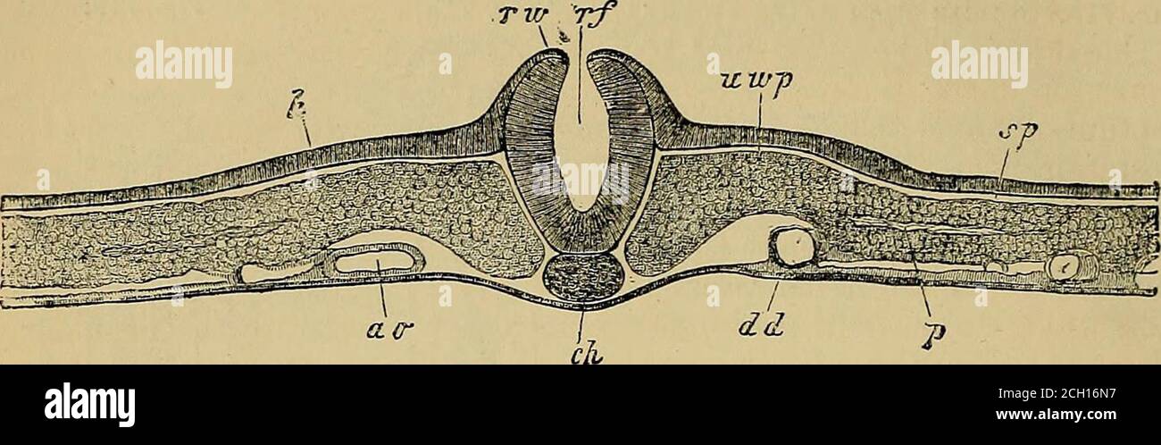 Medullary lamina hi-res stock photography and images - Alamy