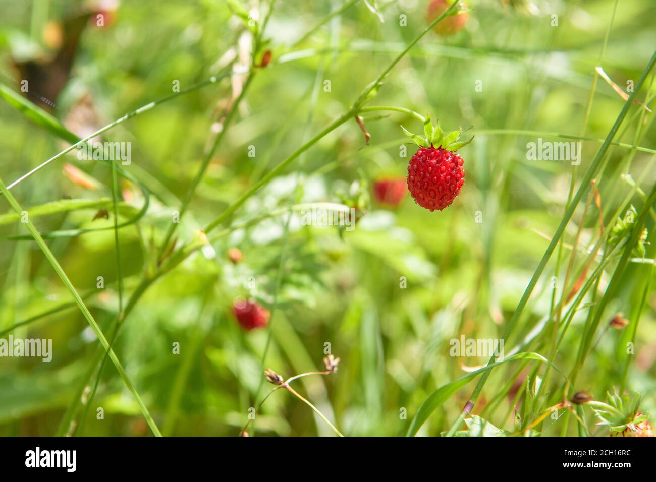 Wild strawberries bush in a summer forest decor - Bush of wild strawberries in their natural environment, on a sunny day of summer, The berry of ripe Stock Photo