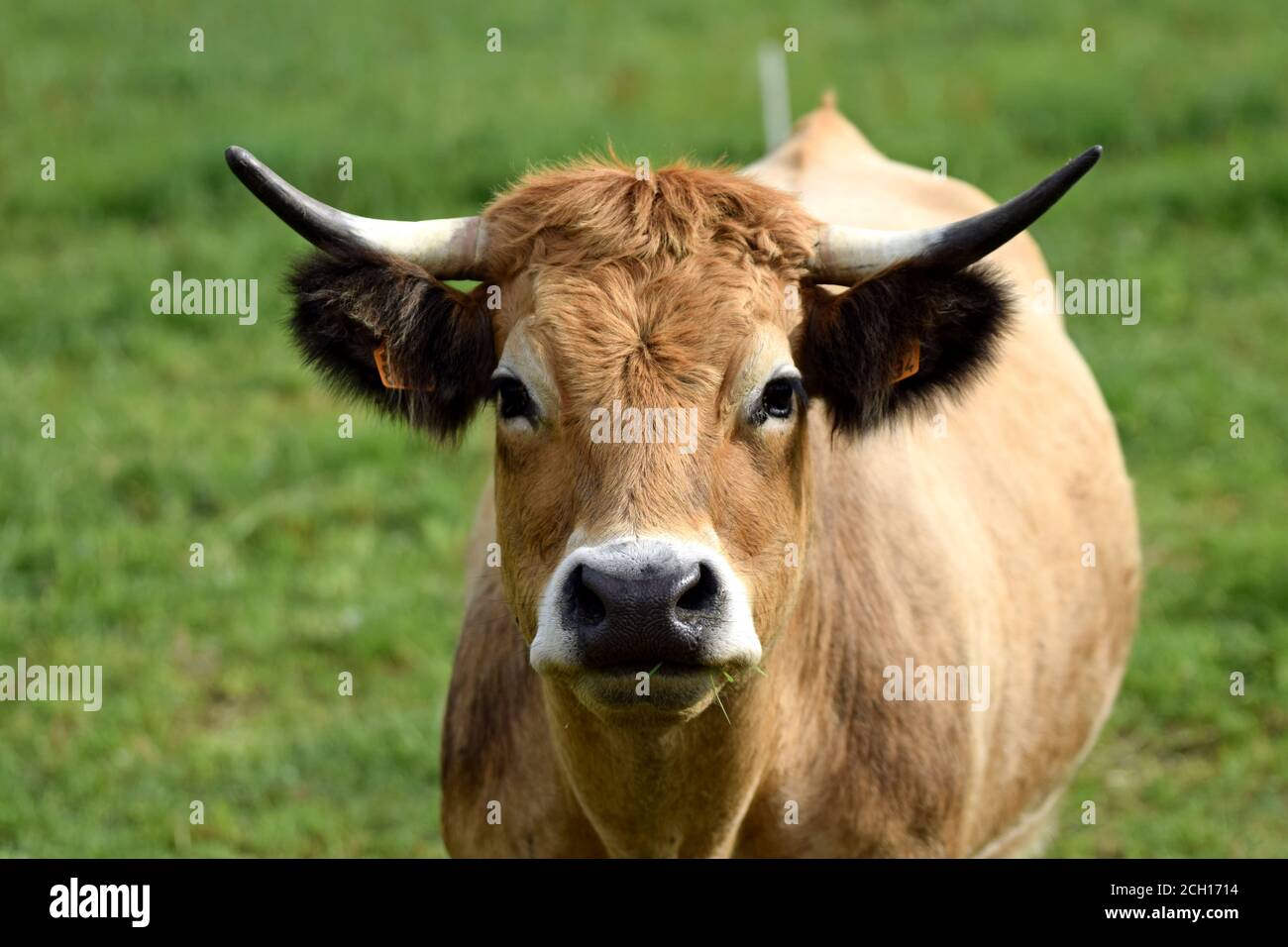 Portrait de vache Aubrac Stock Photo - Alamy