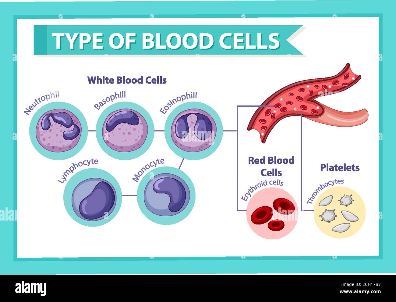 Type of blood cells illustration Stock Vector Image & Art Alamy