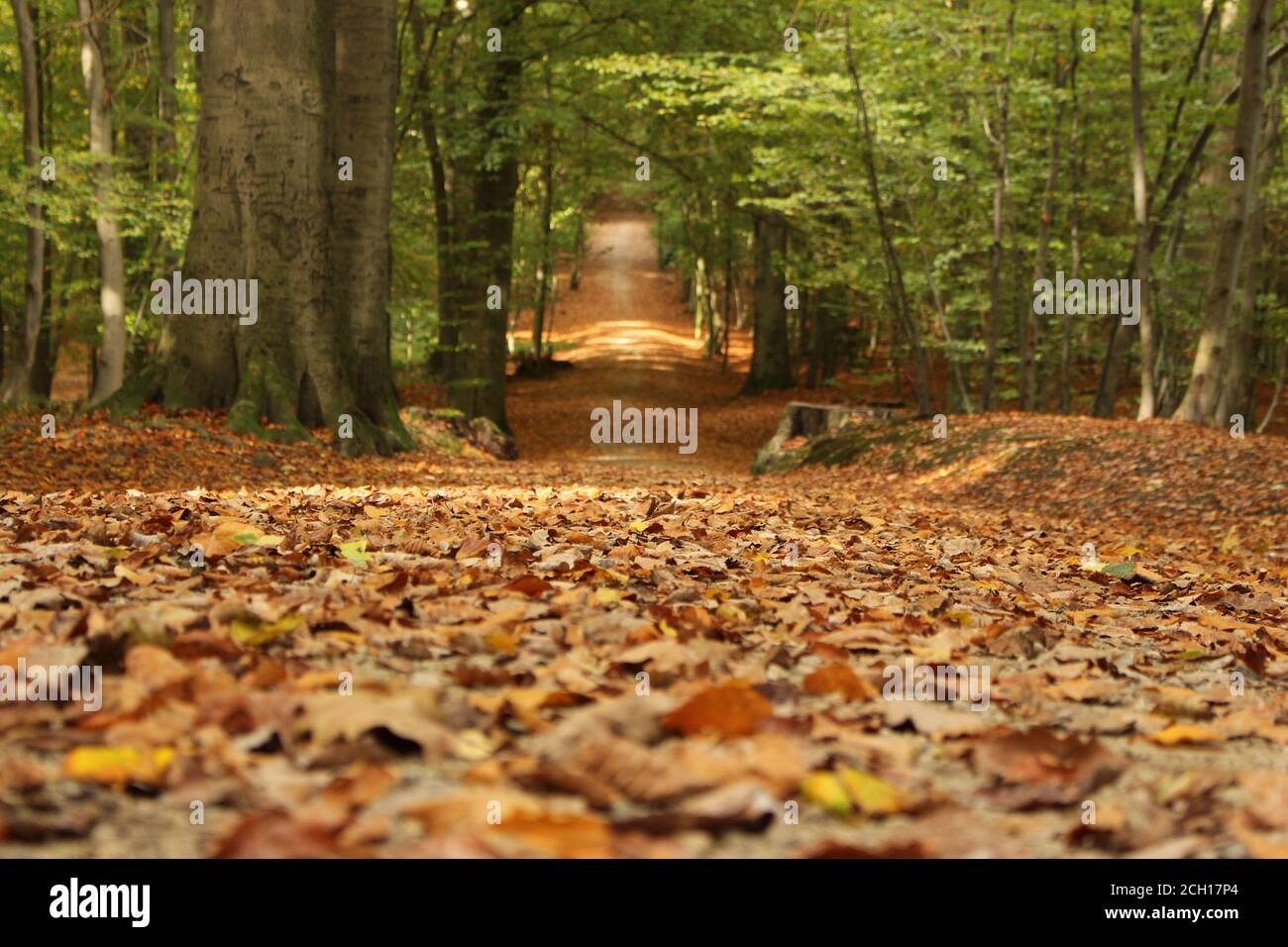 Trail in the forest in autumn, Sonian Forest (Zoniënwoud/ Foret des Soignes), Belgium Stock Photo
