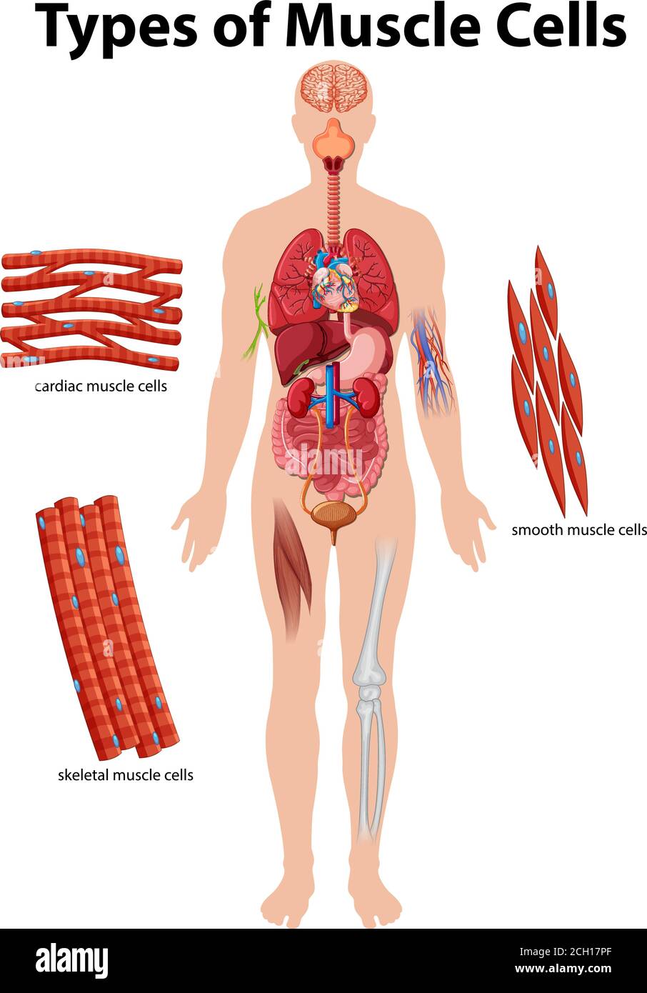 Muscle Cell Graphics Information poster of muscle cells illustration Stock Vector Image ...