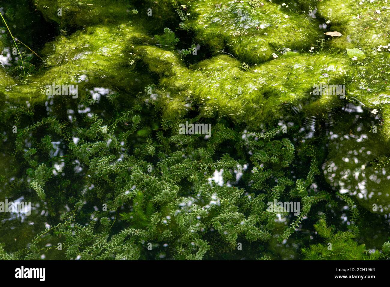 Pond overgrown with algae and mud. clear water and beautiful green algae. Nature background. top view Stock Photo