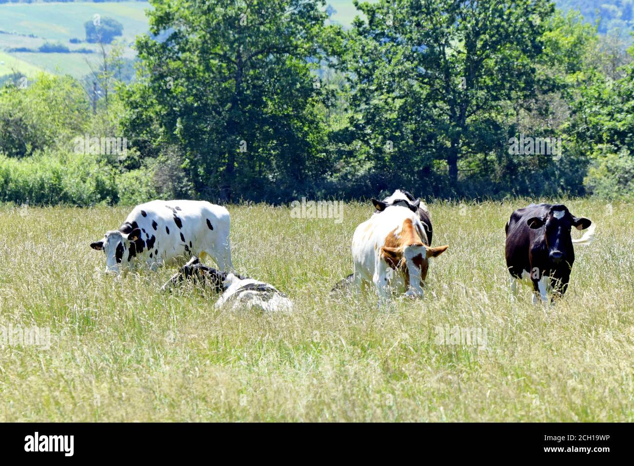 Troupeau De Vaches High Resolution Stock Photography And Images Alamy Troupeau De Vaches High Resolution Stock Photography And Images Alamy