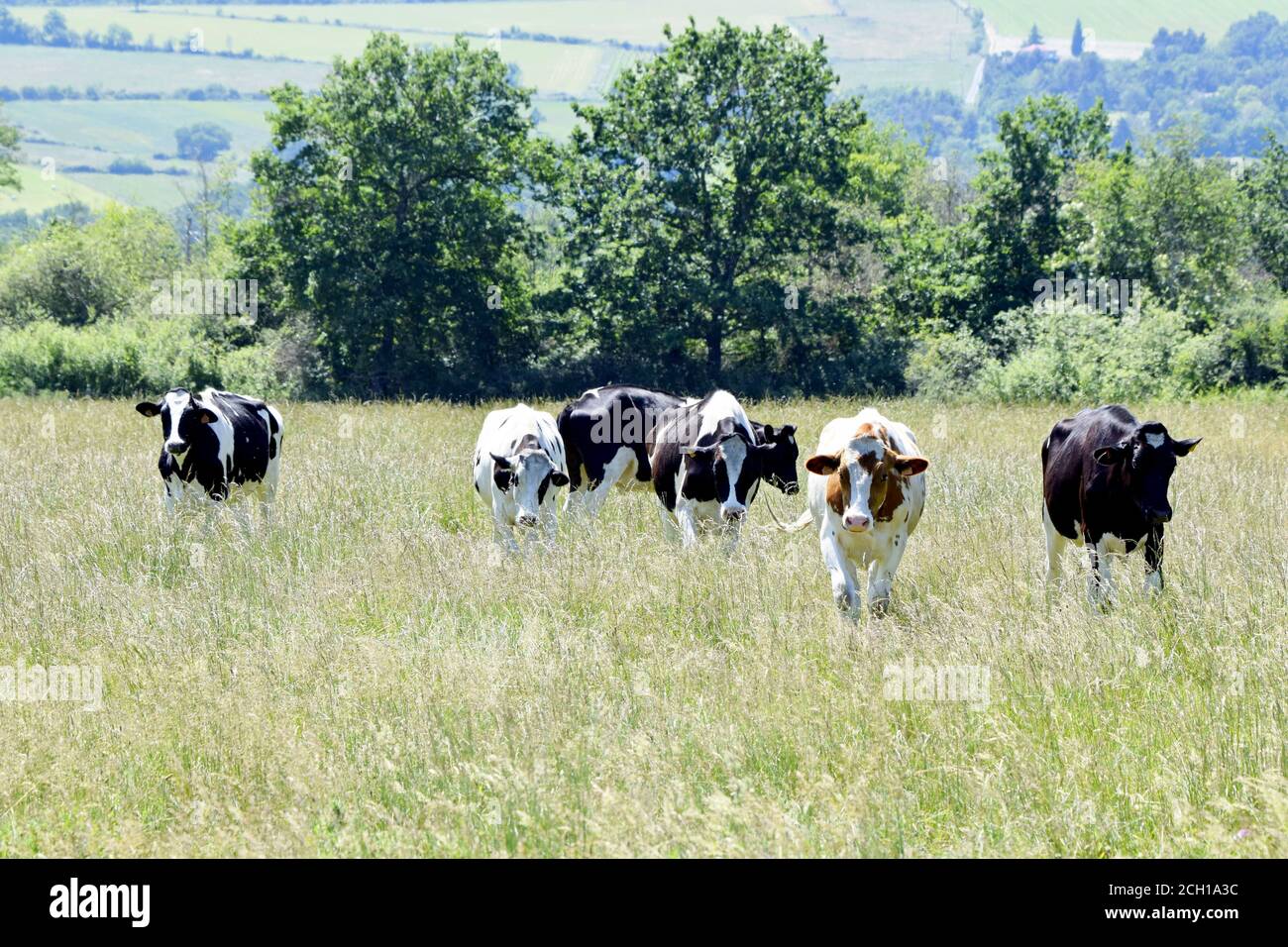 Troupeau De Vaches High Resolution Stock Photography And Images Alamy Troupeau De Vaches High Resolution Stock Photography And Images Alamy