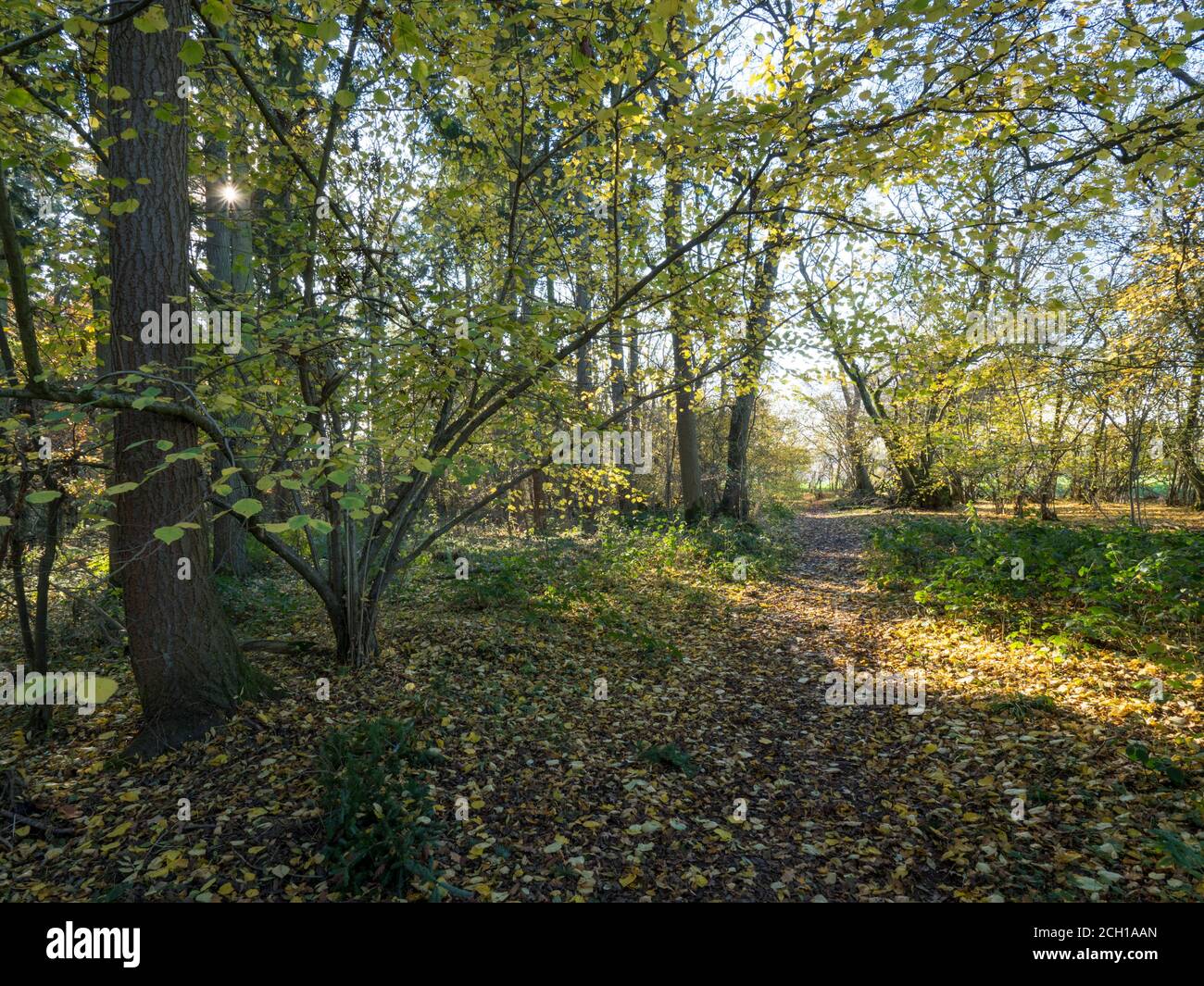 Ramridge Copse, Ragged Appleshaw, Andover Hampshire Autumn Stock Photo Alamy