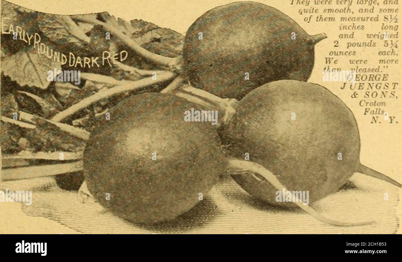 . Everything for the garden : 1920 . My gardener put some in at the same time as other radishes.To our surprise, last night he pulled some of them and found themperfectly formed, which we had not expected from the small tops wesaw. HARRY RA YMOXD, High Point. N. C. Irish Cobbler Potato A fine, early variety, producing large handsome tubers, uniformin shape and size. The flesh is w-hite, and of excellent quality; the skin very lightbrown, with whitish netting. It is a heavy cropper. (See engraving.)Price, 1.25 pec^, 54.50 busjel, 59.C0 sack of 165 pounds net weight.By express or freight at purc Stock Photo