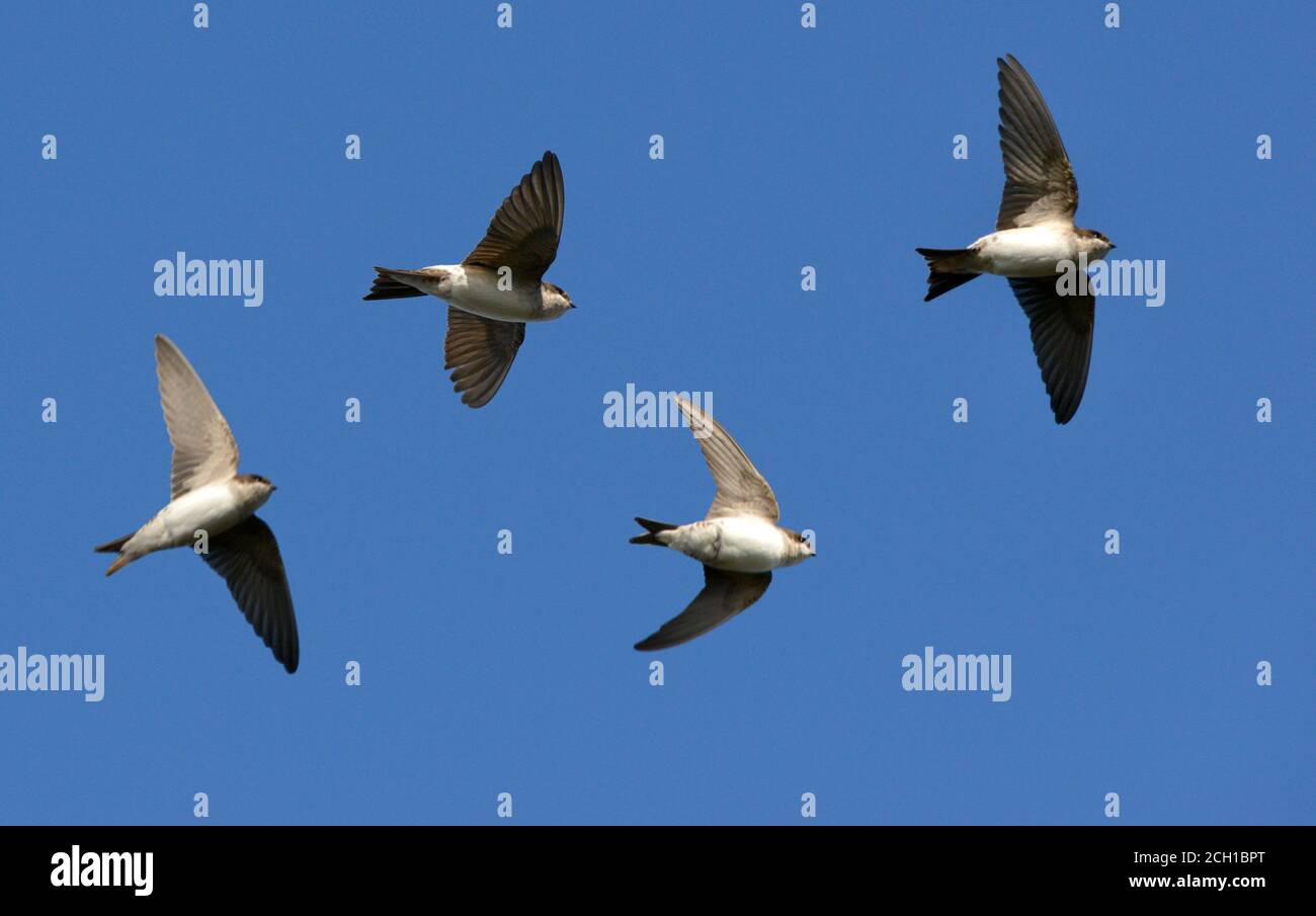 House martin migration hires stock photography and images Alamy