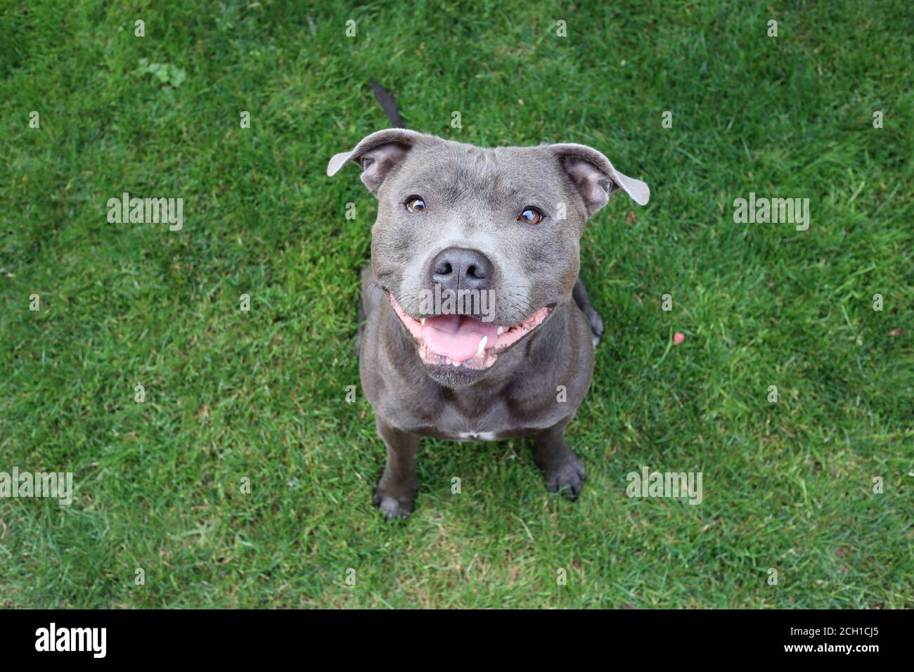 barbara green staffie rescue