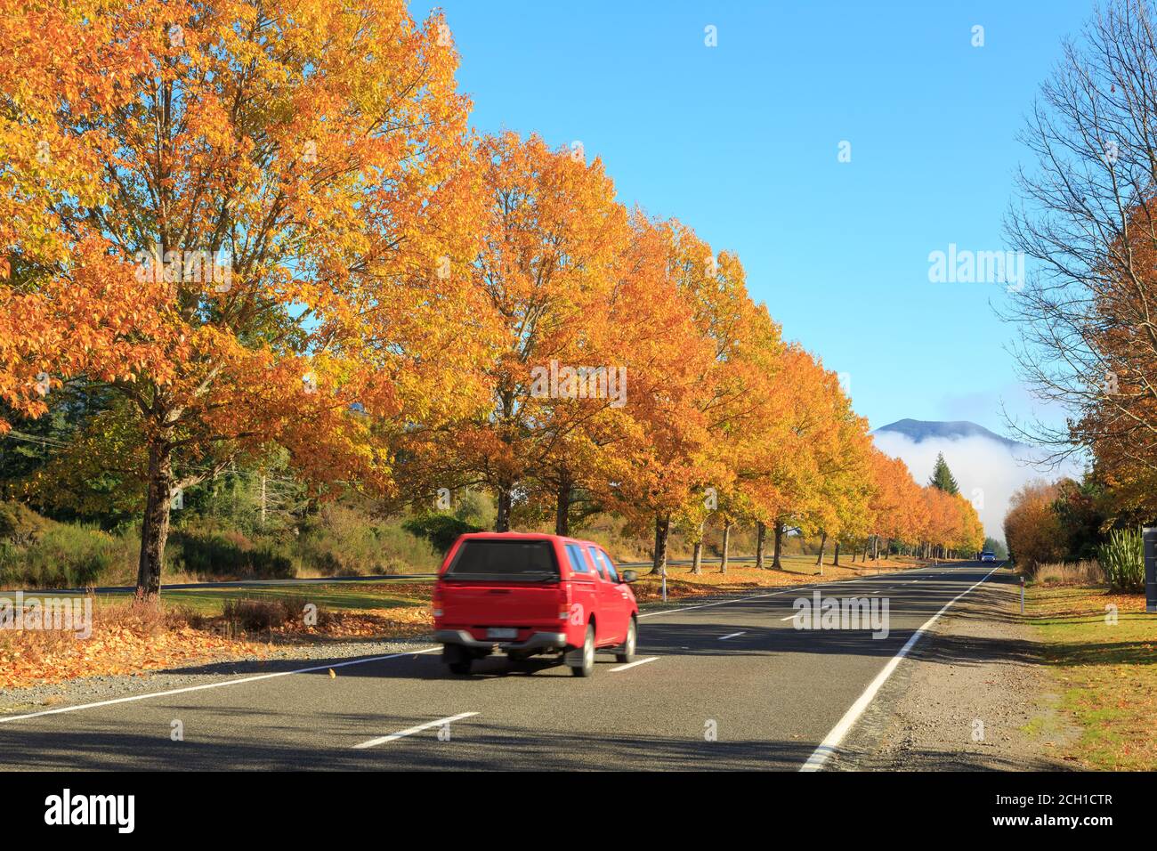 A row of autumn trees along a rural highway near Turangi, New Zealand Stock Photo