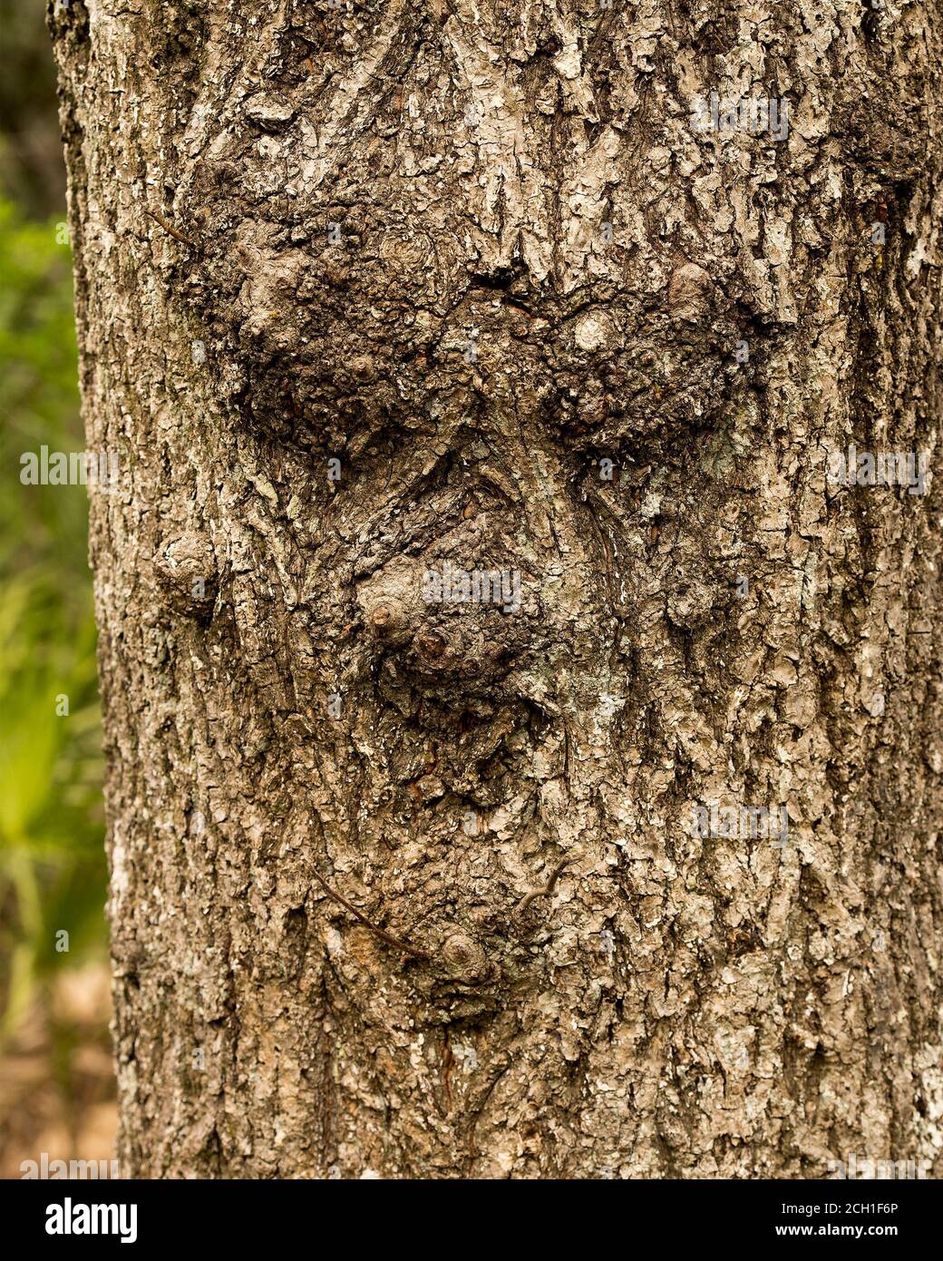 Tree with human face in nature with a majestic illusion in forest, a rarity and amazing phenomena. Stock Photo