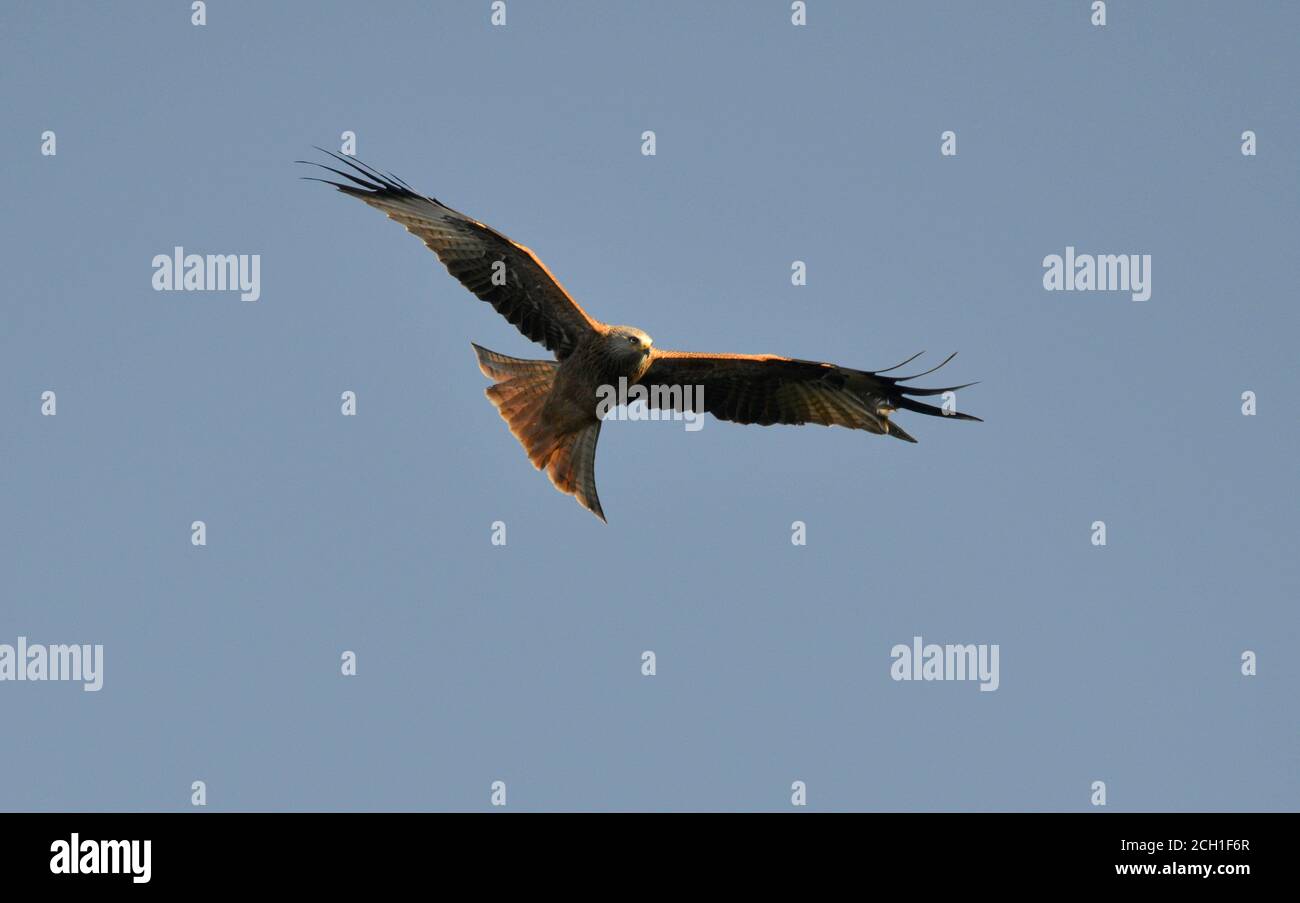 Red Kite - Milvus milvus Stock Photo