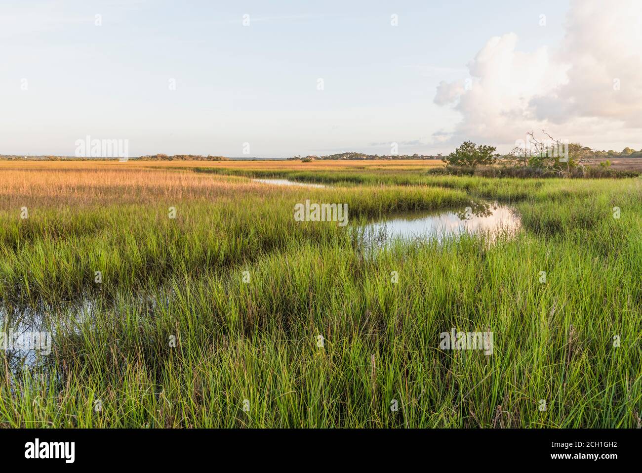 Tidewater Marsh with seagrass located in  St.Augustine, Florida USA Stock Photo