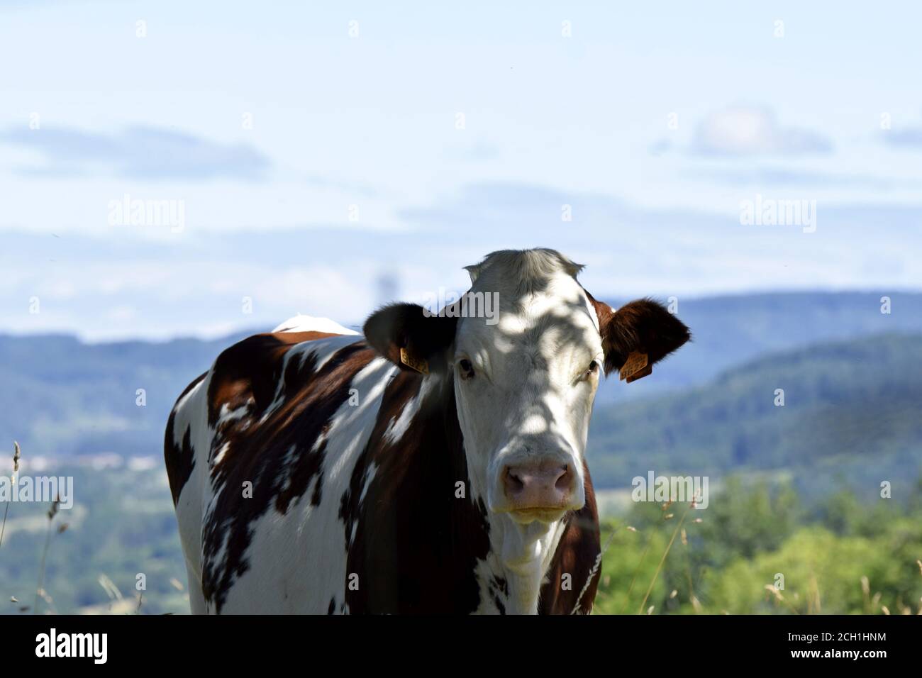 Portrait de vache Montbéliarde Stock Photo