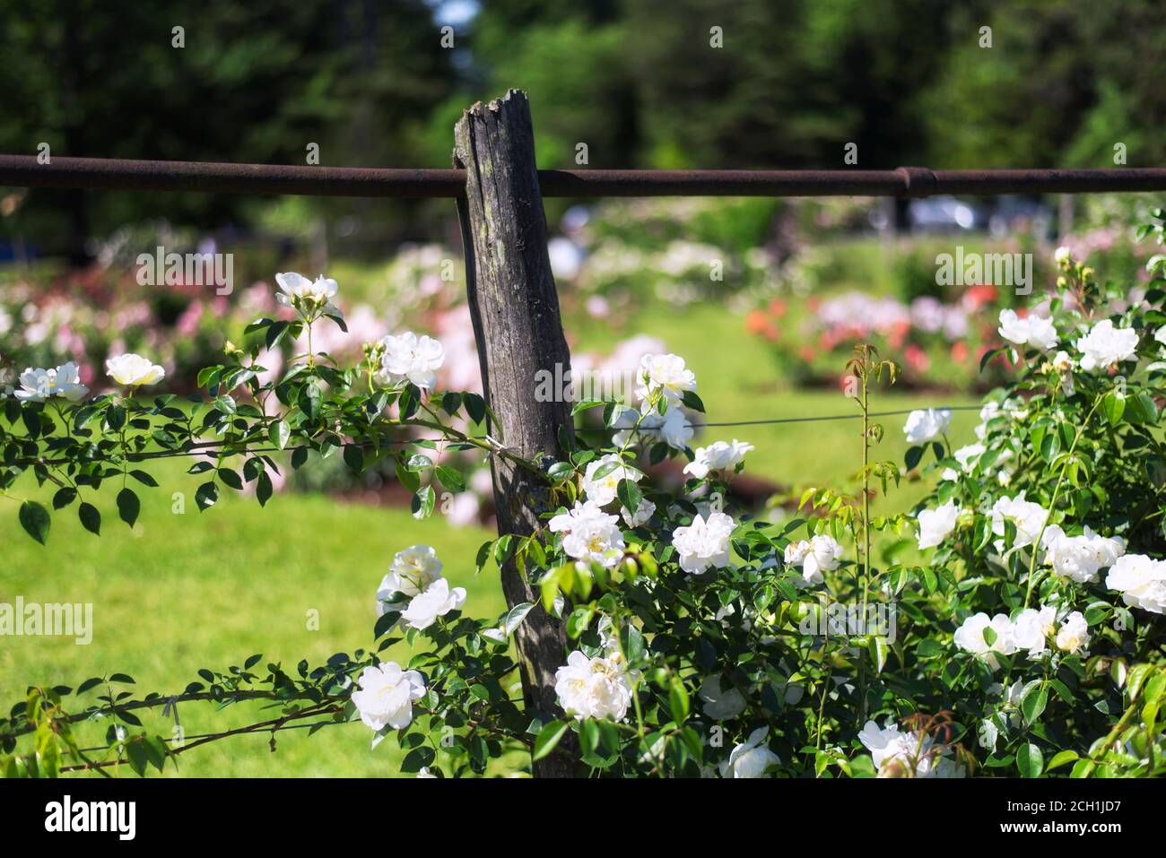 White roses within the gardens of Elizabeth Park in West Hartford Connecticut on a sunny summer day. Stock Photo