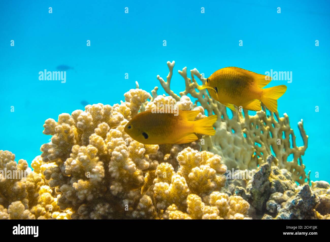 Bright Yellow Tropical Fish in the Ocean over Coral Reef. Close Up of Two Small Saltwater Gold Fish in Clear Blue Water. Underwater World of Red Sea, Stock Photo