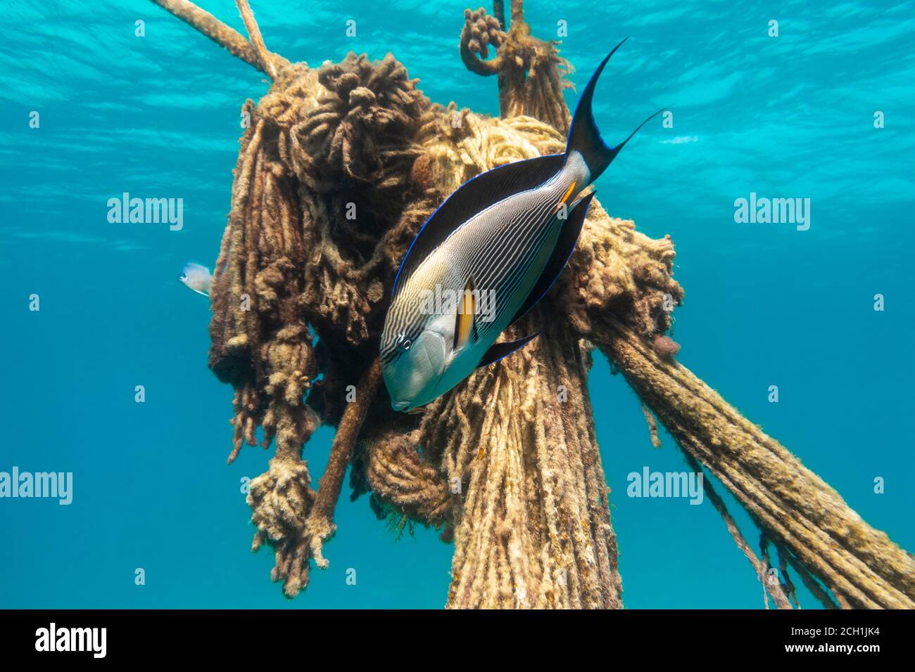 Arabian Surgeonfish (Acanthurus Sohal) in Red Sea Swimming near Old Rope. Beautiful Tropical Coral Reef Fish with Yellow Fins, Blue Stripes in the Oce Stock Photo