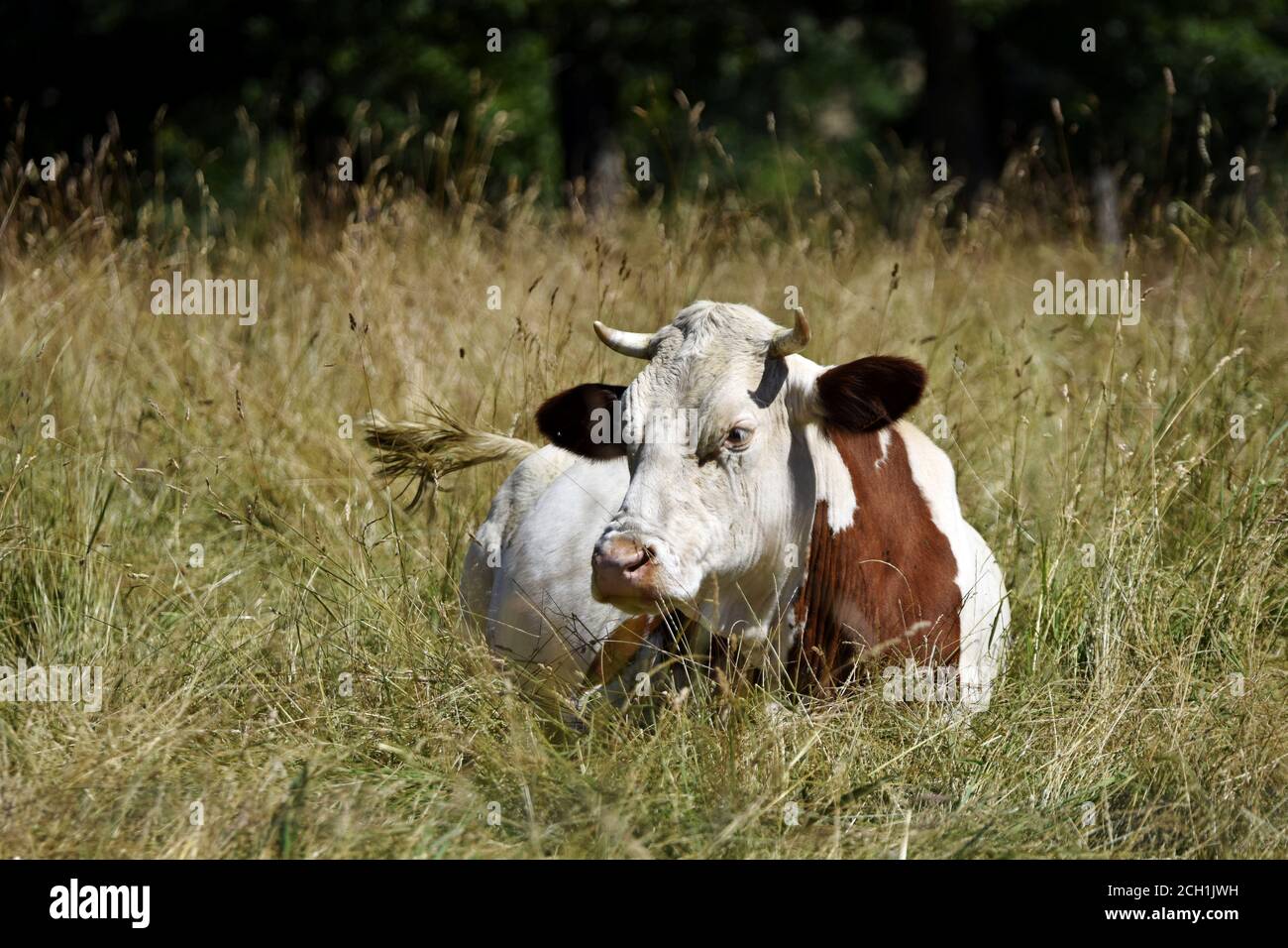 Portrait de vache Montbéliarde Stock Photo