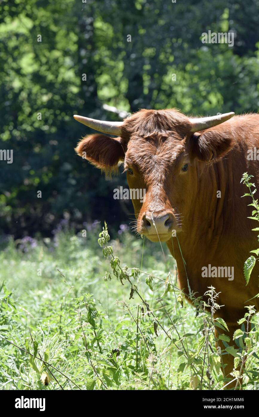 Portrait de vache Salers Stock Photo - Alamy