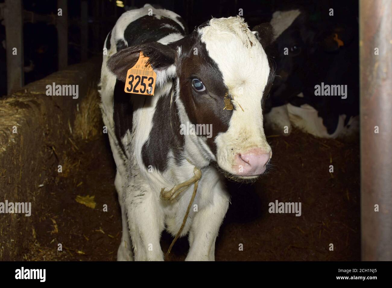 Primholstein Holstein Cow High Resolution Stock Photography and Images ...