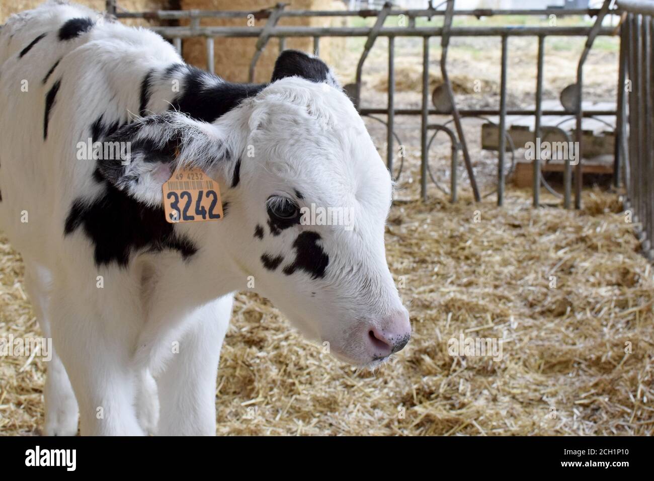 Stabulation veau Prim'Holstein Stock Photo Alamy