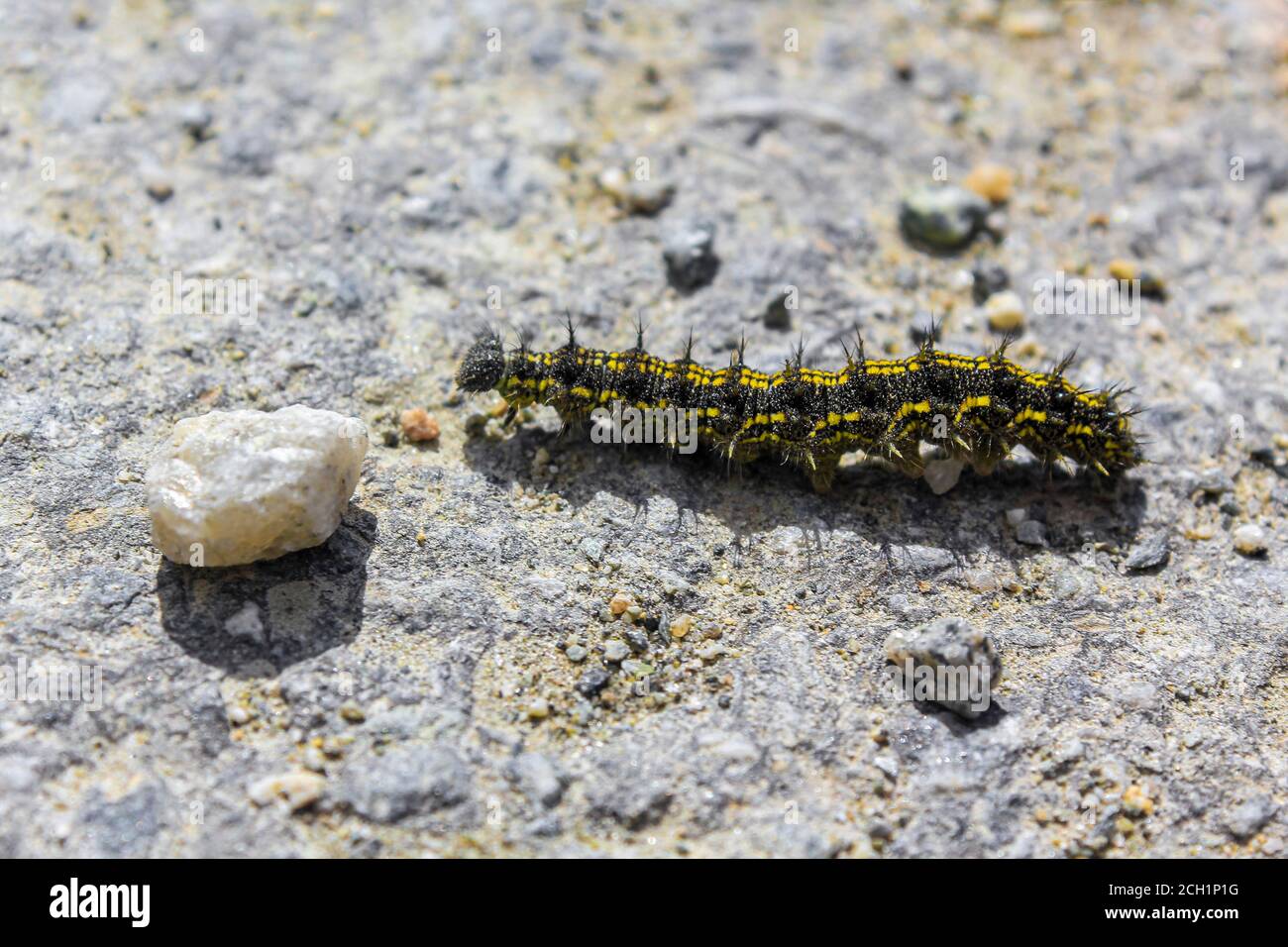 Black and yellow hairy caterpillar on stony ground in Hemsedal, Viken