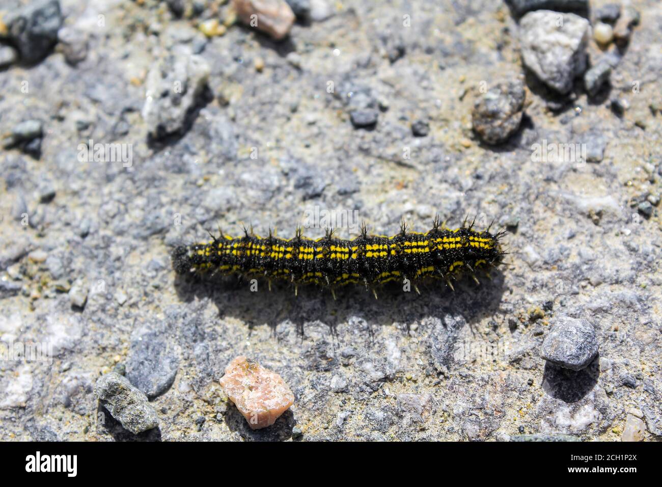 Black and yellow hairy caterpillar on stony ground in Hemsedal, Viken