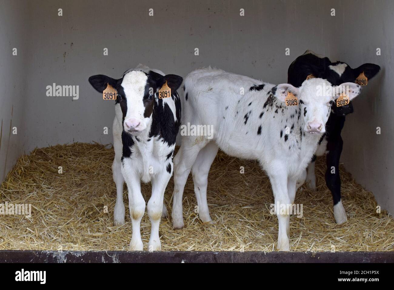 Primholstein Holstein Cow High Resolution Stock Photography and Images ...