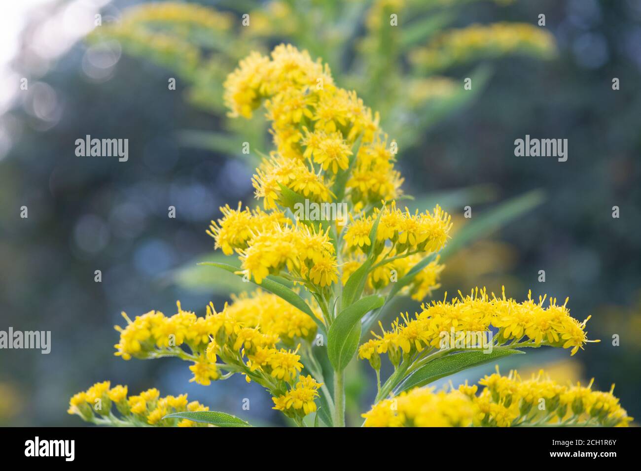 is goldenrod an invasive species