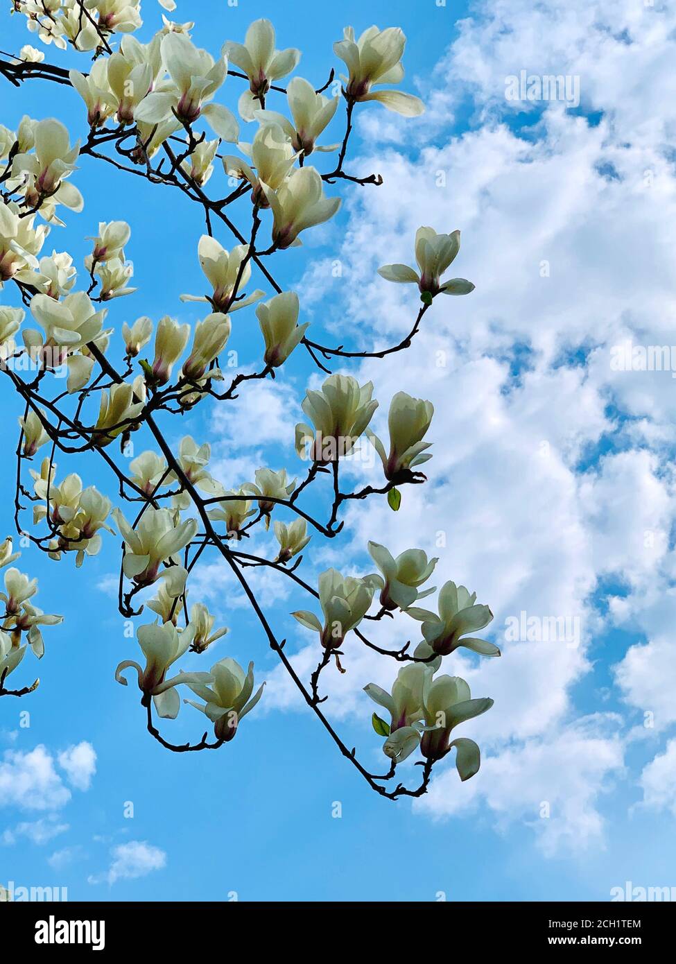 Beautiful magnolia flowers against blue clouds sky. Spring white flowers in botanical garden. Large fragrant flower. Magnolia grandiflora blooms scene Stock Photo