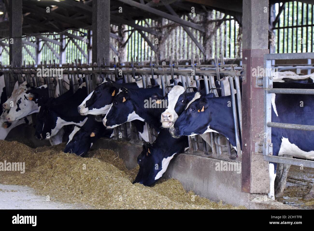 Stabulation vache Prim'Holstein Stock Photo - Alamy