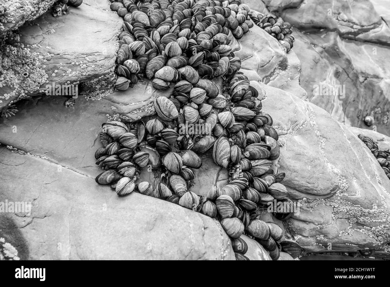 New Polzeath Cornwallmussels on the rocks Stock Photo Alamy