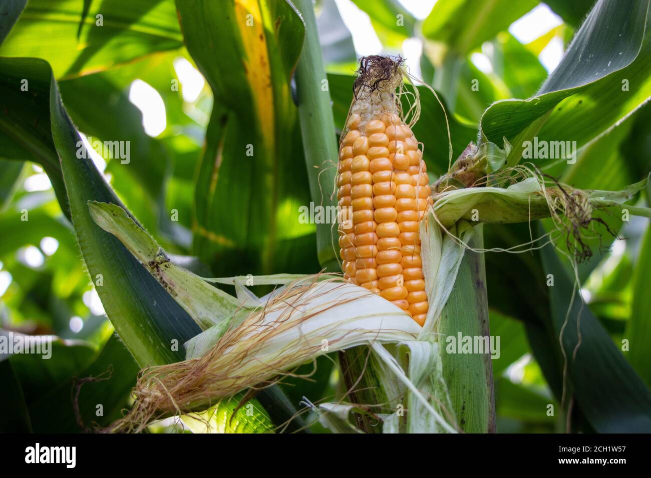 yellow corn cob in the corn field Germany Stock Photo Alamy