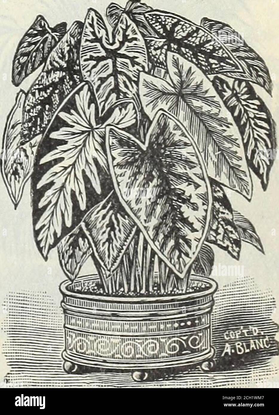 . Our new guide to rose culture : 1898 . STROBILANTHES DYERIANUS.. FANCY-LEAVED CALADITJMS. CHOICE Palms and Ornamental Foliage Plants* Stock Photo