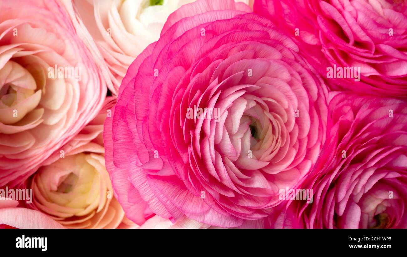 Coral brazil rose flower. Detailed retouch Stock Photo - Alamy
