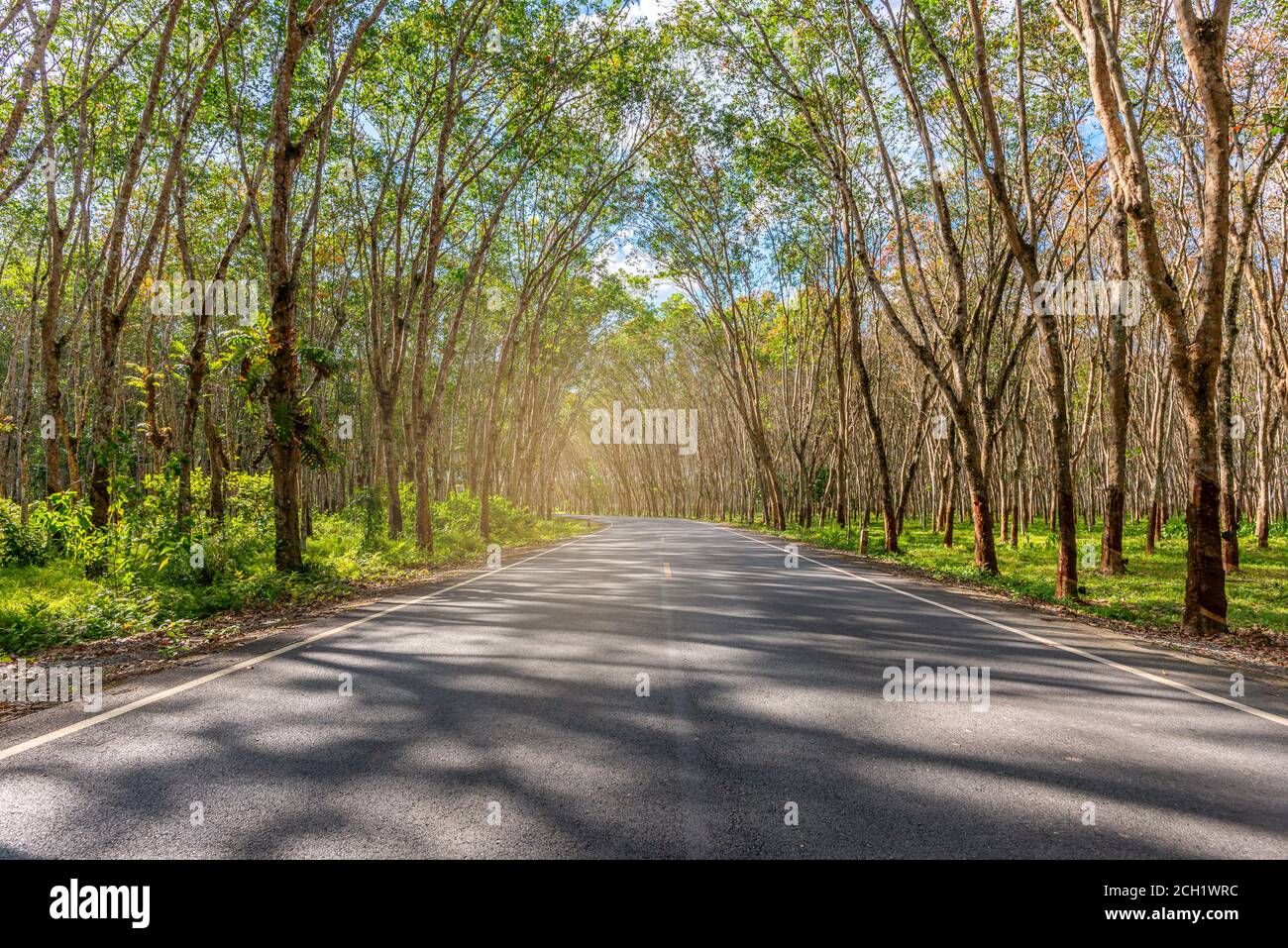 pic Blur Nature Road Image Photo Editing Background https www alamy com tree tunnel asphalt road blurred green leaf of tree tunnel sky background abstract road background image371909088 html