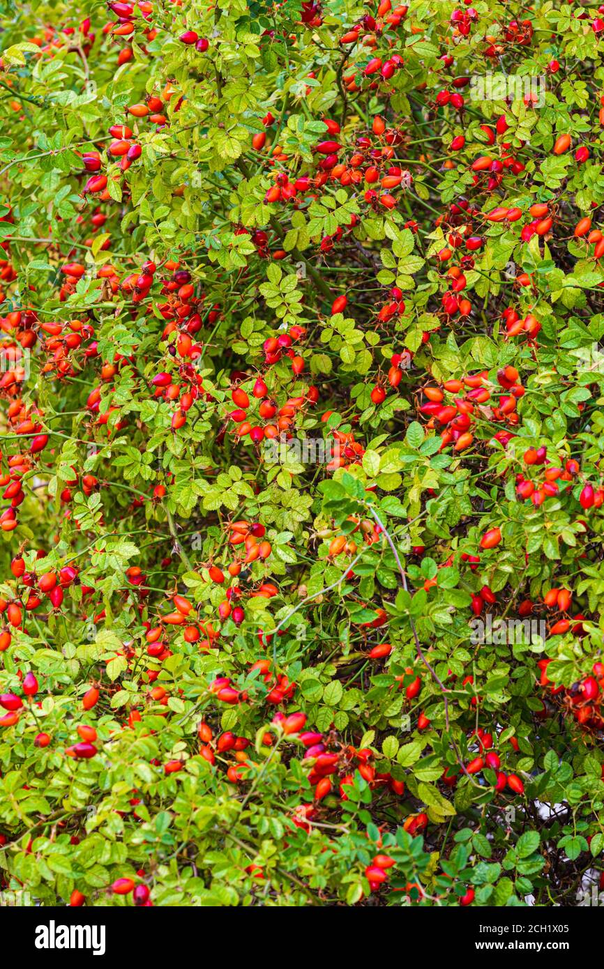 Shrub Rose Branches High Resolution Stock Photography and Images - Alamy
