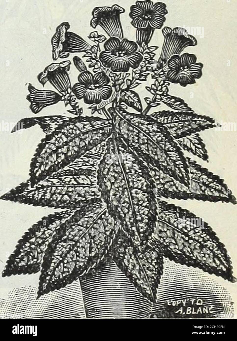 . Our new guide to rose culture : 1898 . ABUTILON, SOUVENIR DE BONN.. STROBILANTHES DYERIANUS. Stock Photo