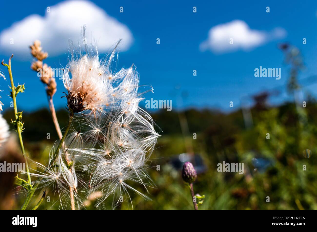 Close up of a Thistle seed head losing seeds in the wind Stock Photo
