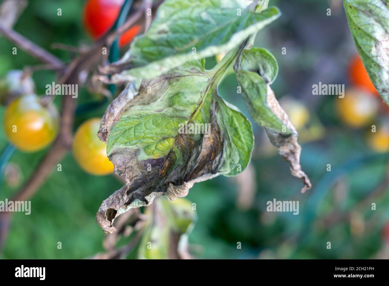 Caterpillar - Old World swallowtail - on fennel Stock Photo