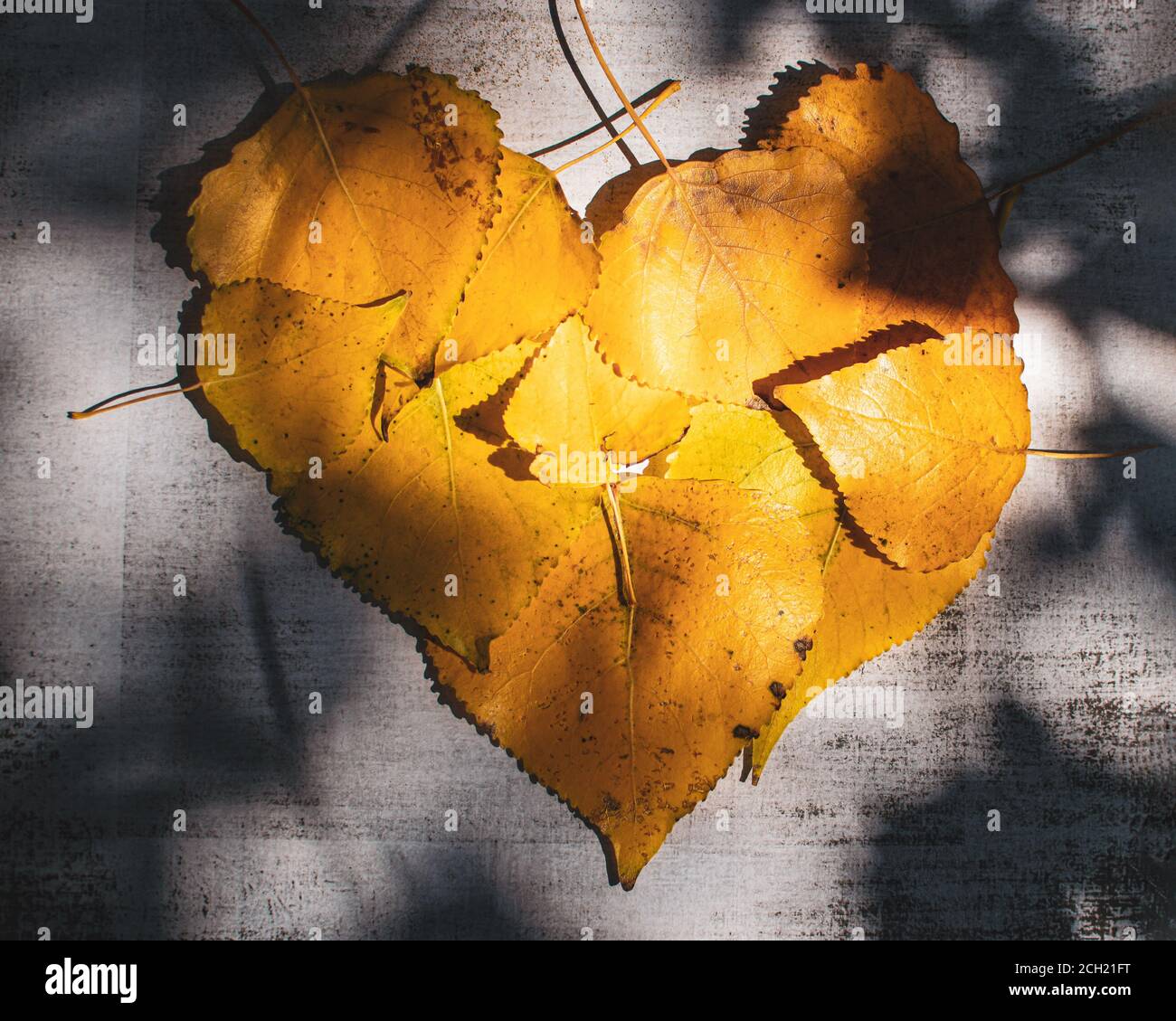 Sun shines on yellow leaves shaped into a heart casting shadows of the ...