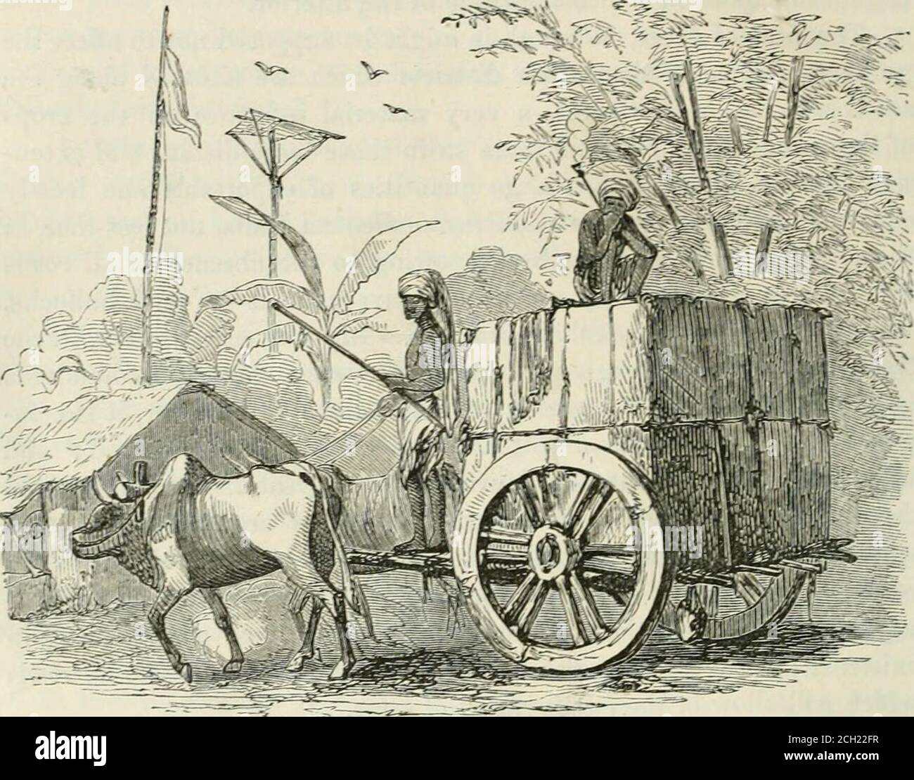India cotton history harvest hi-res stock photography and images - Alamy