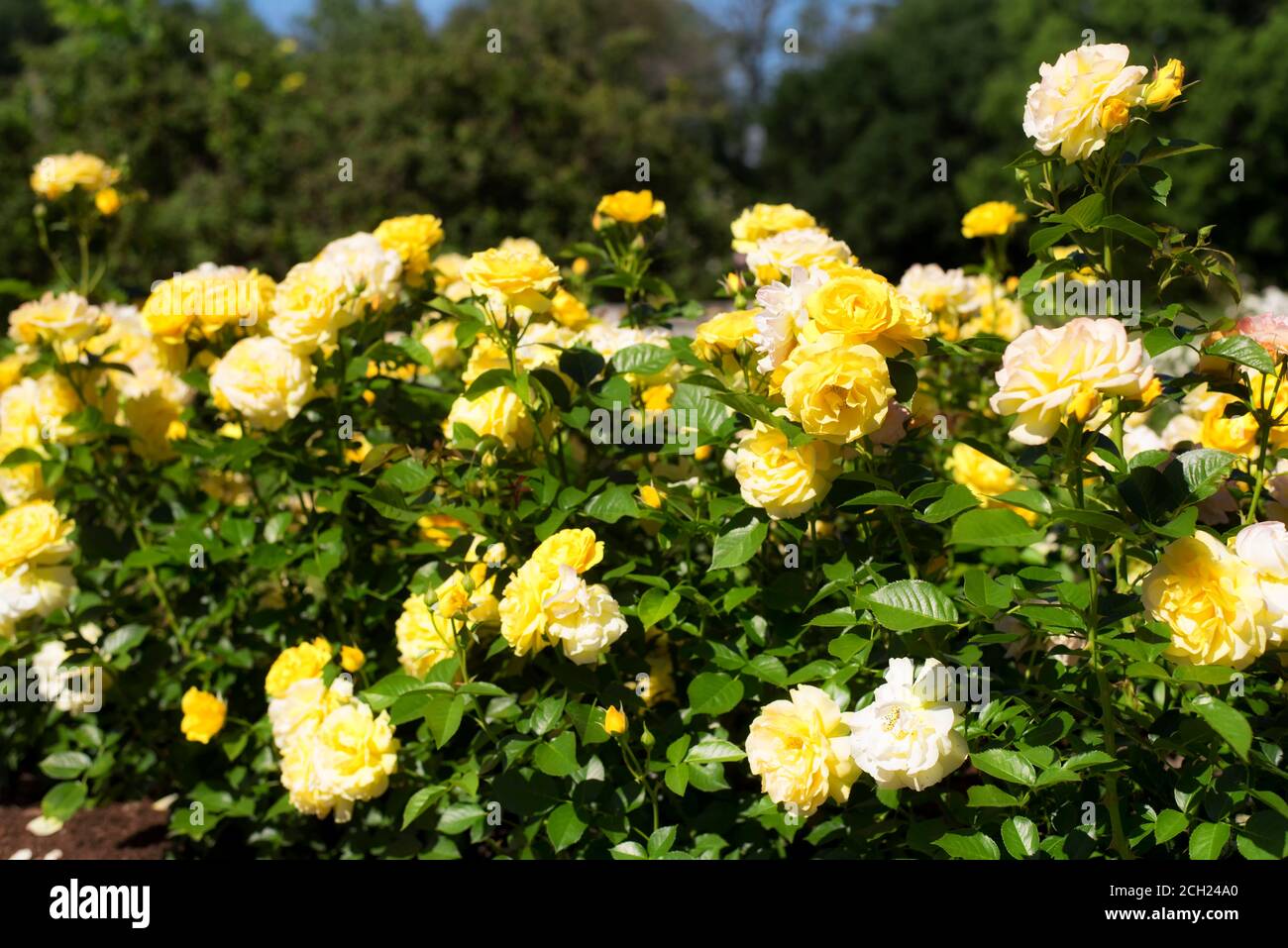 Yelllow roses within the gardens of Elizabeth Park in West Hartford Connecticut on a sunny summer day. Stock Photo